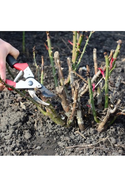 Обрізка куща троянди Stephen Rulo